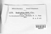 Dendryphion ellisii image